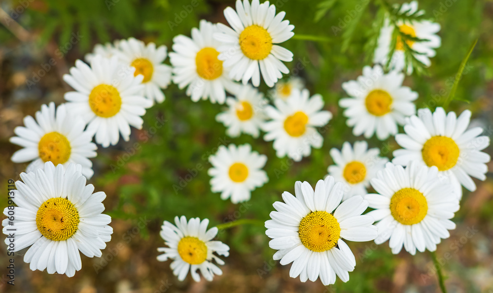 Flowering. Chamomile. Blooming chamomile field, Chamomile flowers on a meadow in summer. Flowering. Chamomile. Blooming chamomile field, Chamomile flowers on a meadow in summer.