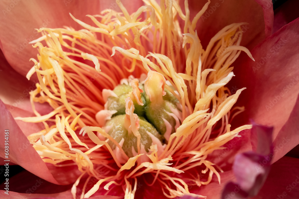 Macro flower stamens covered with pollen of Peony Coral Sunset, Close up inside of Summer Flower Peonia with Coral, semi double Blossom with rose overtones and a fluffy boss of deep yellow Macro flower stamens covered with pollen of Peony Coral Sunset, Close up inside of Summer Flower Peonia with Coral, semi double Blossom with rose overtones and a fluffy boss of deep yellow