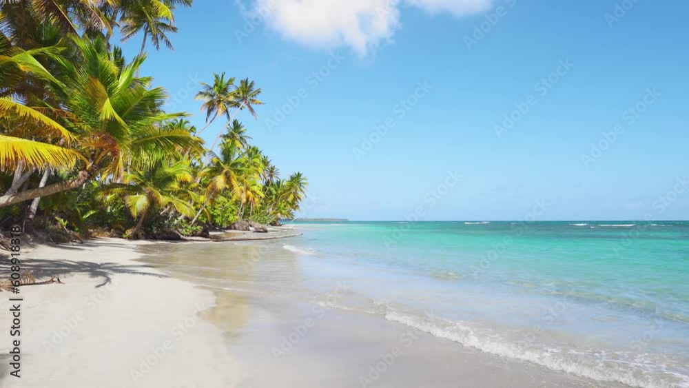 Tropical beach with palm trees hanging over the turquoise sea. Transparent waves on white sand. Paradise Beach on the Caribbean island of Barbados. Panoramic video of a beautiful landscape.