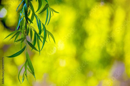 Natural green background from leaves of a willow