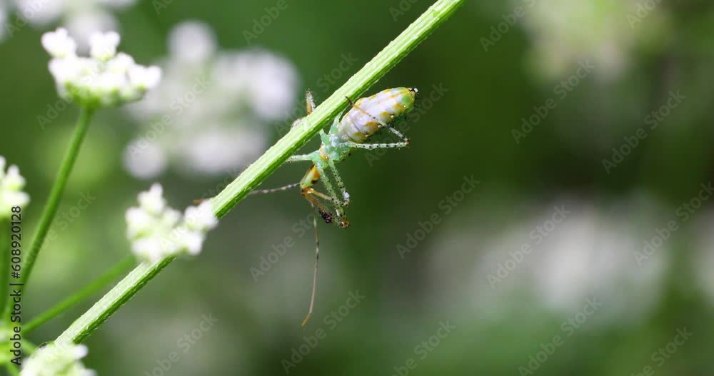 Tiny insect macro on a plant Tiny insect macro on a plant