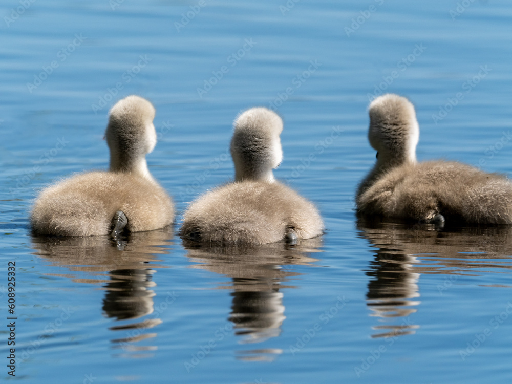 Schwan Schwan