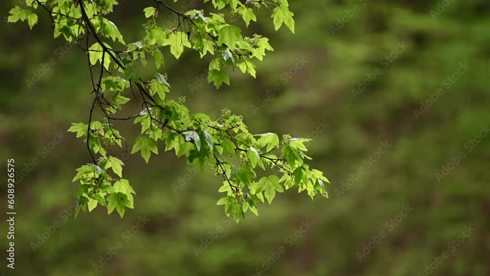 Green nature spring and natural light with copy space Green nature spring and natural light with copy space