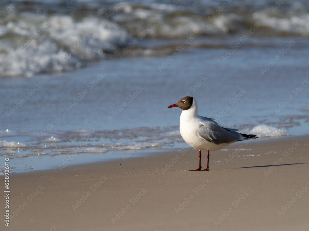 Möwe Möwe