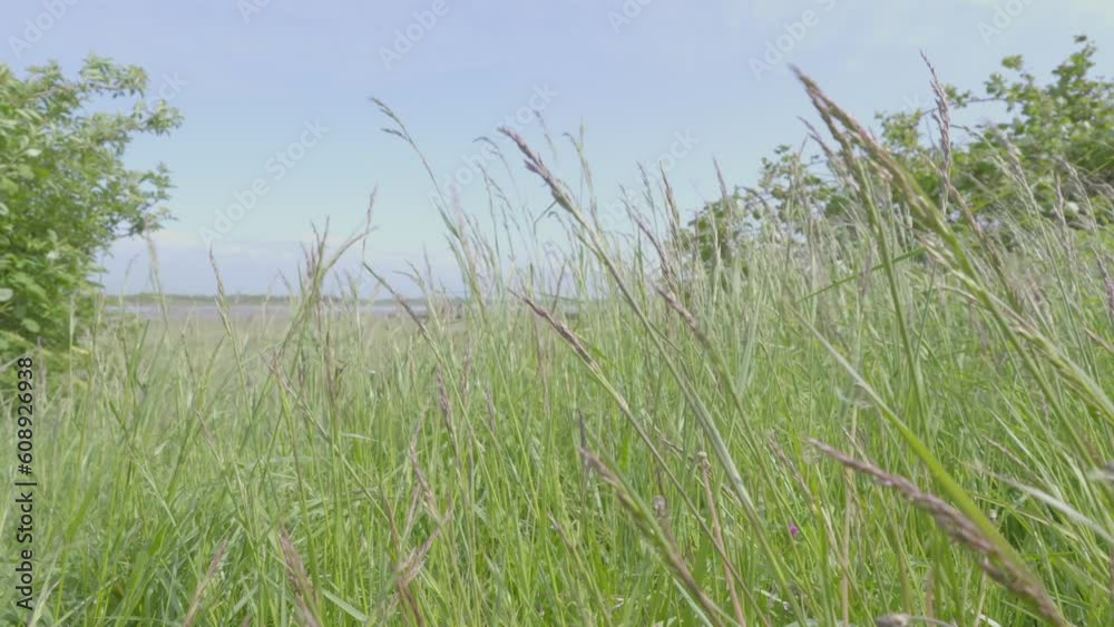 Close up of green grasses blowing in wind on sunny day in slow motion at Fleetwood nature reserve, Lancashire, UK Close up of green grasses blowing in wind on sunny day in slow motion at Fleetwood nature reserve, Lancashire, UK