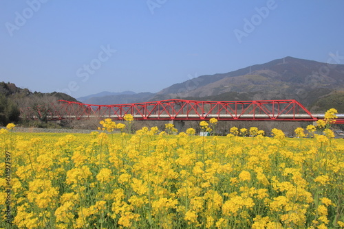 愛媛県大洲市五郎　満開の菜の花と赤橋