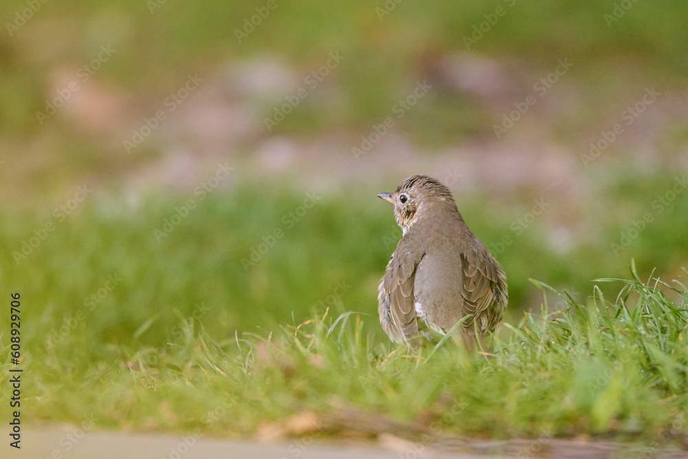 Drozd śpiewak. Turdus philomelos. A song thrush in search of food. Drozd śpiewak. Turdus philomelos. A song thrush in search of food.
