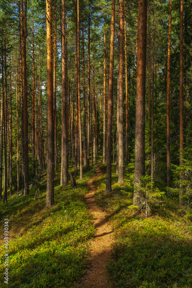 Walking path in a pine forest in Sweden Walking path in a pine forest in Sweden