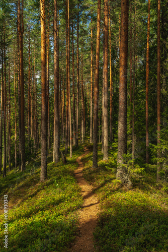 Walking path in a pine forest in Sweden