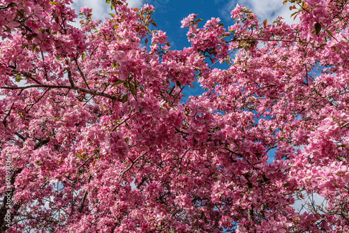 Apple tree branches blooming in a vibrant pink color