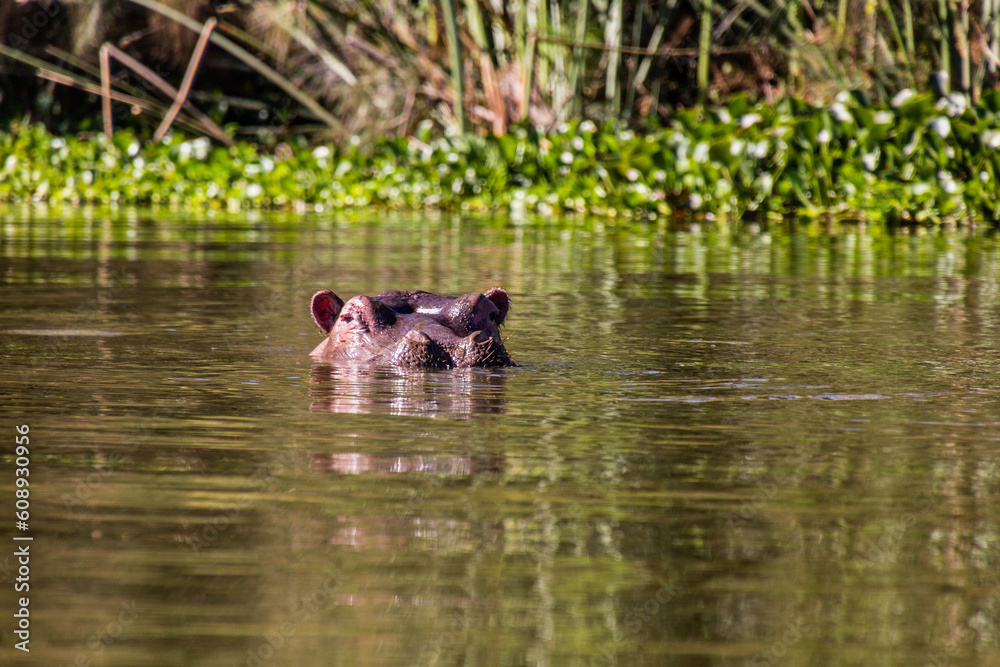 Hippopotamus (Hippopotamus amphibius) on Naivasha lake, Kenya