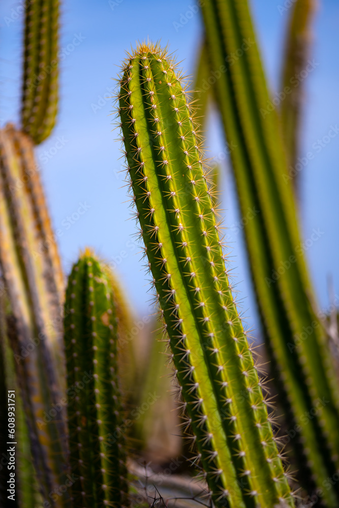 Organ pipe cactus (Stenocereus thurberi) is native to Mexico and the United States. Succulent plant with several narrow stems that rise vertically in “Savane des Pétrifications“ reserve, Martinique. Organ pipe cactus (Stenocereus thurberi) is native to Mexico and the United States. Succulent plant with several narrow stems that rise vertically in “Savane des Pétrifications“ reserve, Martinique.