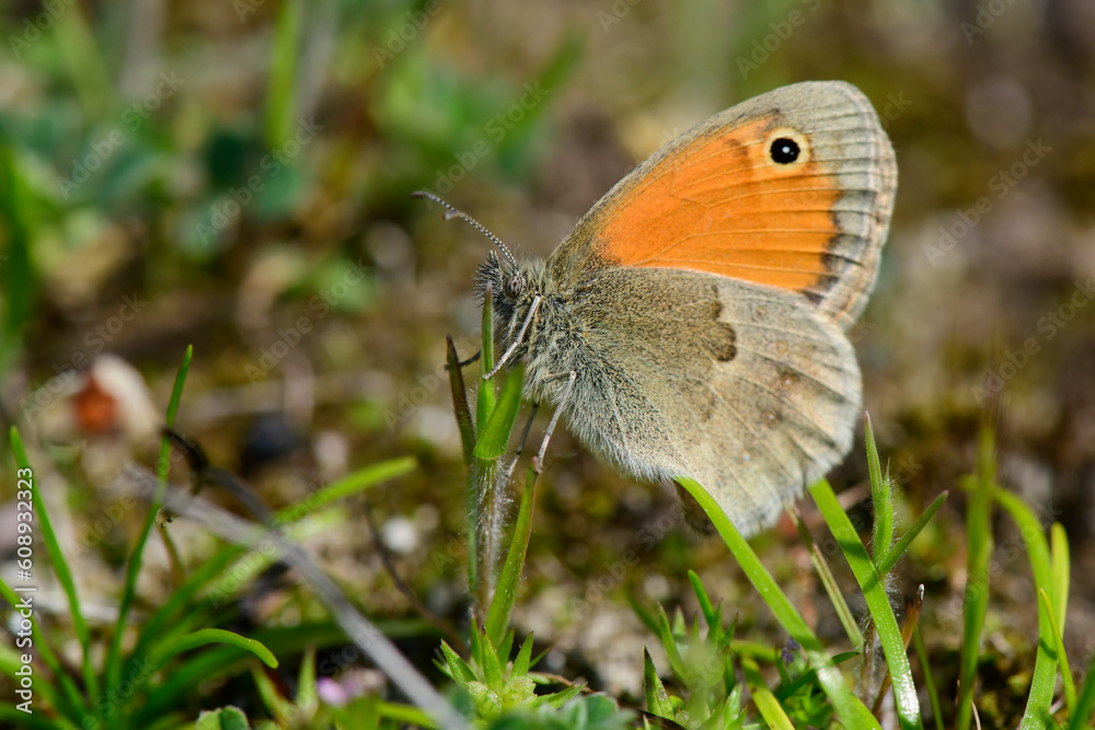 Small heath // Kleines Wiesenvögelchen (Coenonympha pamphilus) Small heath // Kleines Wiesenvögelchen (Coenonympha pamphilus)