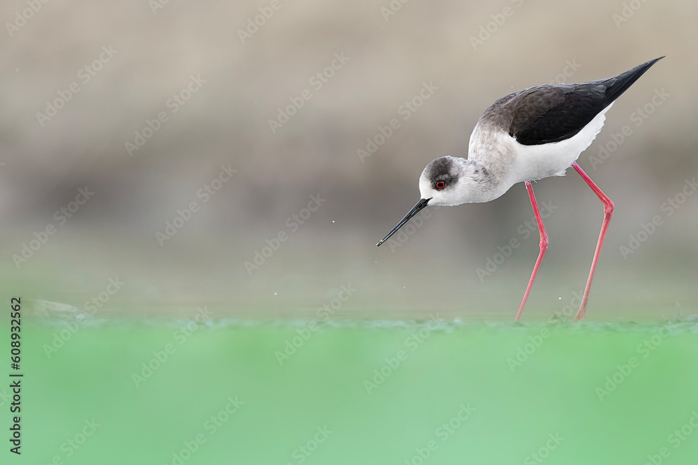 Obraz premium The perfect silhouette of black winged stilt (Himantopus himantopus)