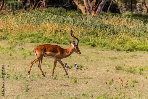 Fototapeta Naklejka Na Ścianę i Meble -  Impala (Aepyceros melampus) at Crescent Island Game Sanctuary on Naivasha lake, Kenya