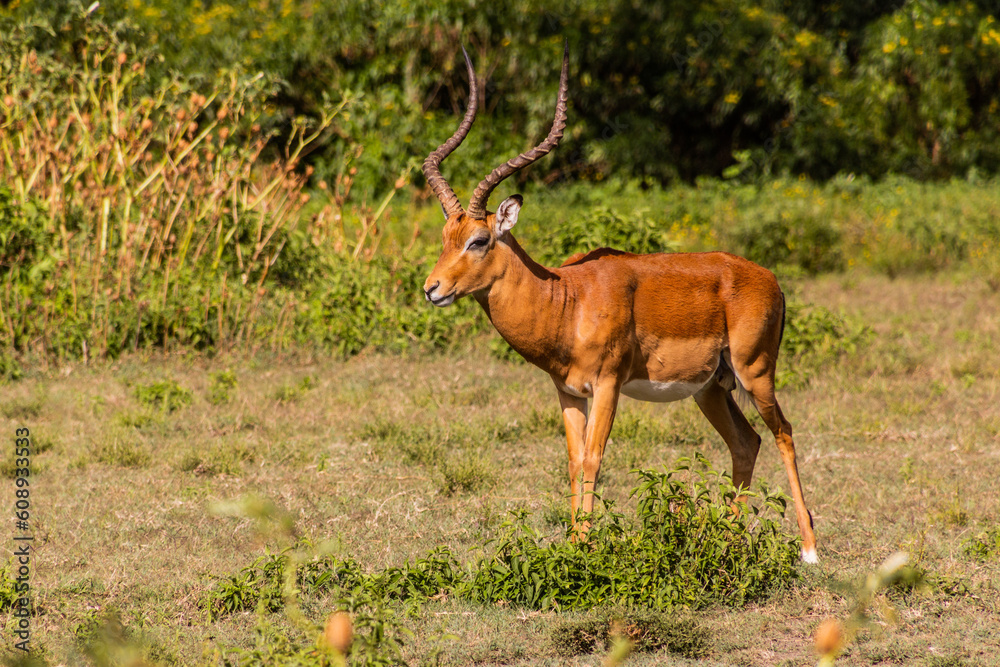 Fototapeta premium Impala (Aepyceros melampus) at Crescent Island Game Sanctuary on Naivasha lake, Kenya