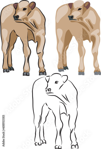Beef cattle calf - vector illustration