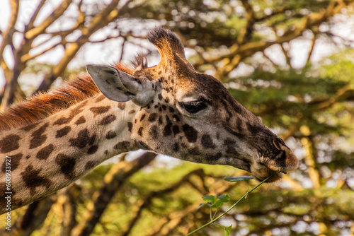 Masai giraffe  Giraffa tippelskirchi  at Crescent Island Game Sanctuary on Naivasha lake  Kenya