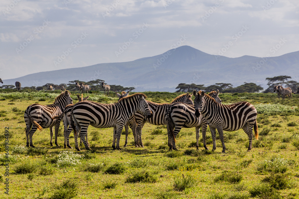 Naklejka premium Burchell's zebras (Equus quagga burchellii) at Crescent Island Game Sanctuary on Naivasha lake, Kenya