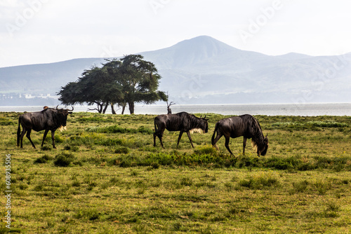 Wildebeest at Crescent Island Game Sanctuary on Naivasha lake, Kenya © Matyas Rehak