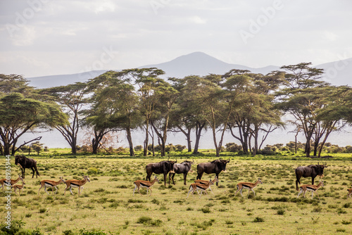 Thomson's Gazelle (Eudorcas thomsonii) and Wildebeest at Crescent Island Game Sanctuary on Naivasha lake, Kenya. photo