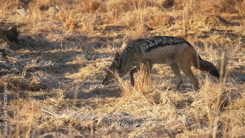 Black backed jackal with damaged ear skulks around in the shadows, sniffing dry grass on frosty winter morning