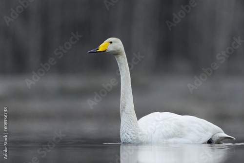 Whooper swan (Cygnus cygnus) swimming in the misty lake in morning in spring.	
