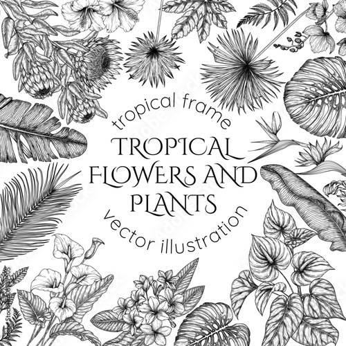 Tropical garden vector frame in engraving style. Anthurium, aralia, protea, palm and banana leaves, orchid, liviston, sabal, plumeria, zantedeschia, strelitzia, hibiscus