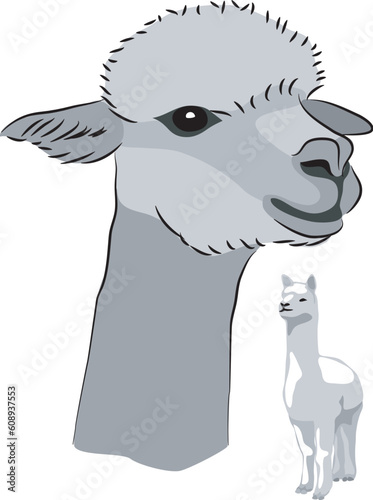 Alpaca - greyscale vector illustration