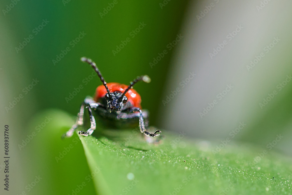 An insect on a beautiful green background. An insect on a beautiful green background.
