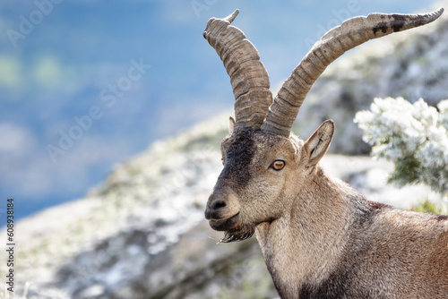 Close-Up view of a large male Iberian Ibex (Western Spanish Ibex, Alpine Ibex) walking and grazing on a snowy day with defocussed snow background at the Guadarrama National Park, Madrid, Spain photo