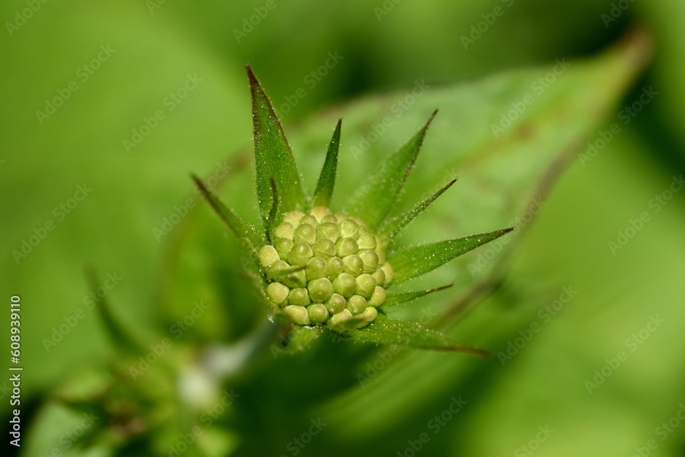Grüne Knospe einer Witwenblume Grüne Knospe einer Witwenblume