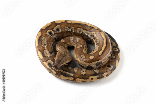 Python brongersmai snake closeup on isolated background, Python brongersmai closeup, Sumatra blood python closeup photo