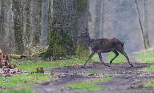 Fototapeta Naklejka Na Ścianę i Meble -   Red deer (Cervus elaphus) female in spring