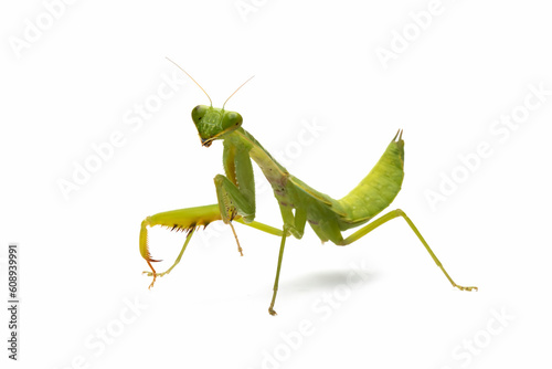 Praying mantis "hierodula membranacea" defensive pose on isolated background, Hierodula membranacea closeup on reflection