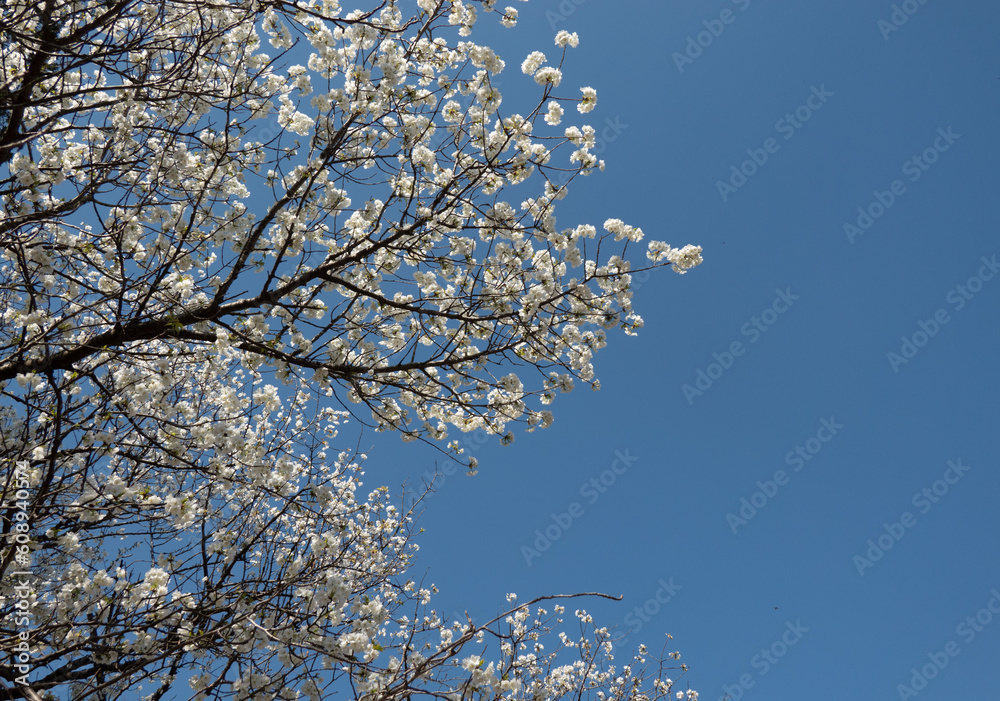 青空と桜