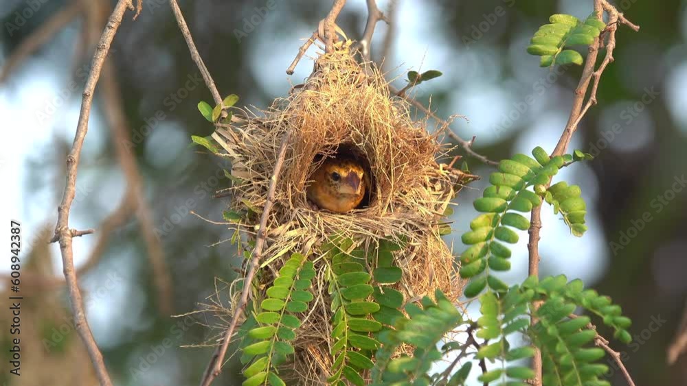Close-up bird in a bird's nest