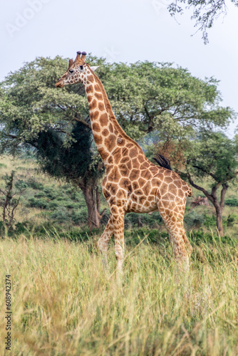 Giraffe in Murchison Falls national park  Uganda