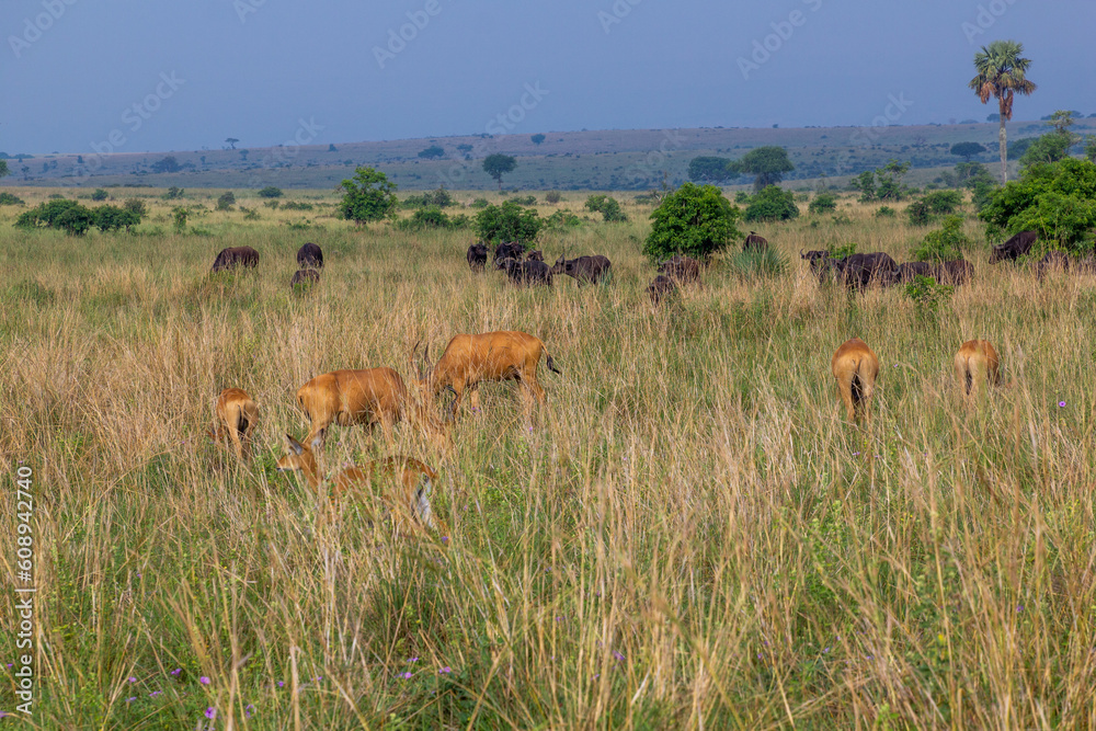 Naklejka premium Lelwel Hartebeest (Alcelaphus buselaphus lelwel) and African buffaloes (Syncerus caffer) in Murchison Falls national park, Uganda