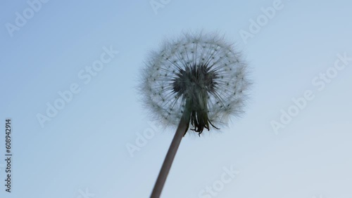 dandelion against sky