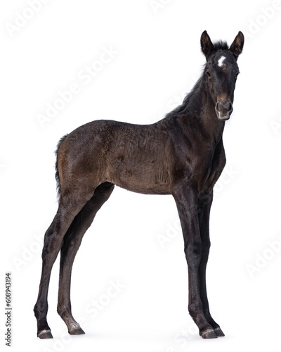 1 Month old dark brown Andalusian horse aka pura raza espanola, standing side ways. Looking towards camera. Isolated on a white background. photo