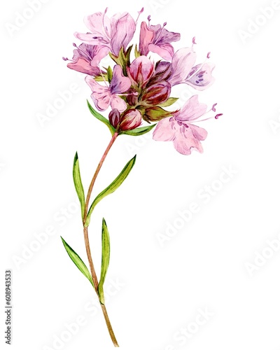 Obraz na plátně Watercolor drawing of broadleaf thyme, isolated on white background
