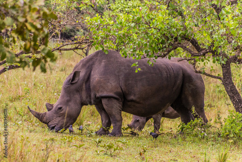 Southern white rhinoceros  Ceratotherium simum simum  in Ziwa Rhino Sanctuary  Uganda