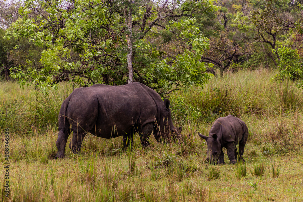 Southern white rhinoceros (Ceratotherium simum simum) in Ziwa Rhino Sanctuary, Uganda