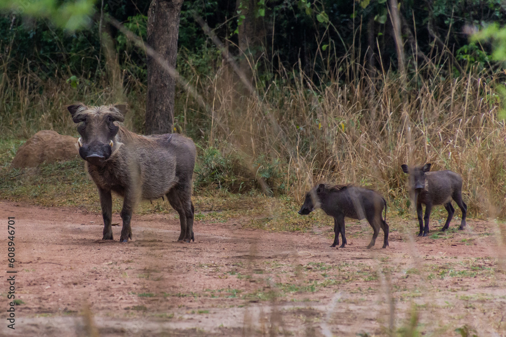 Fototapeta premium Warthogs in Ziwa Rhino Sanctuary, Uganda