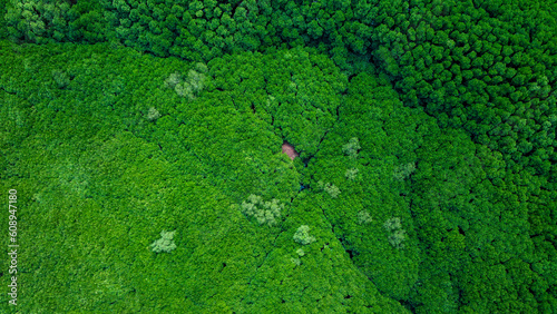 Scenic Mangrove Forest imagery Taken Using A Drone 