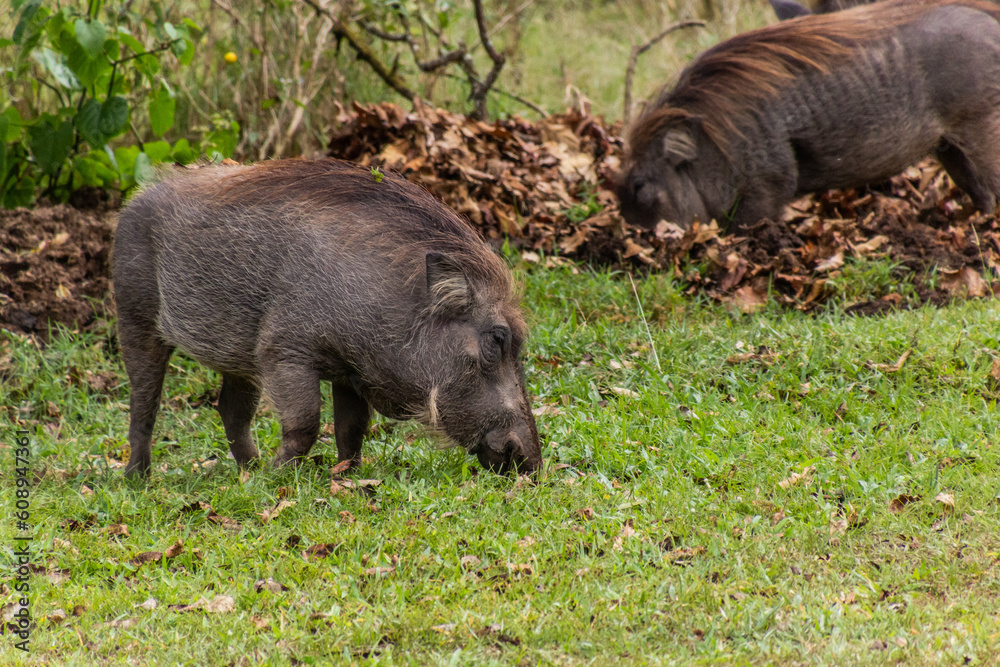 Fototapeta premium Eastern Warthog (Phacochoerus africanus massaicus) in Ziwa Rhino Sanctuary, Uganda