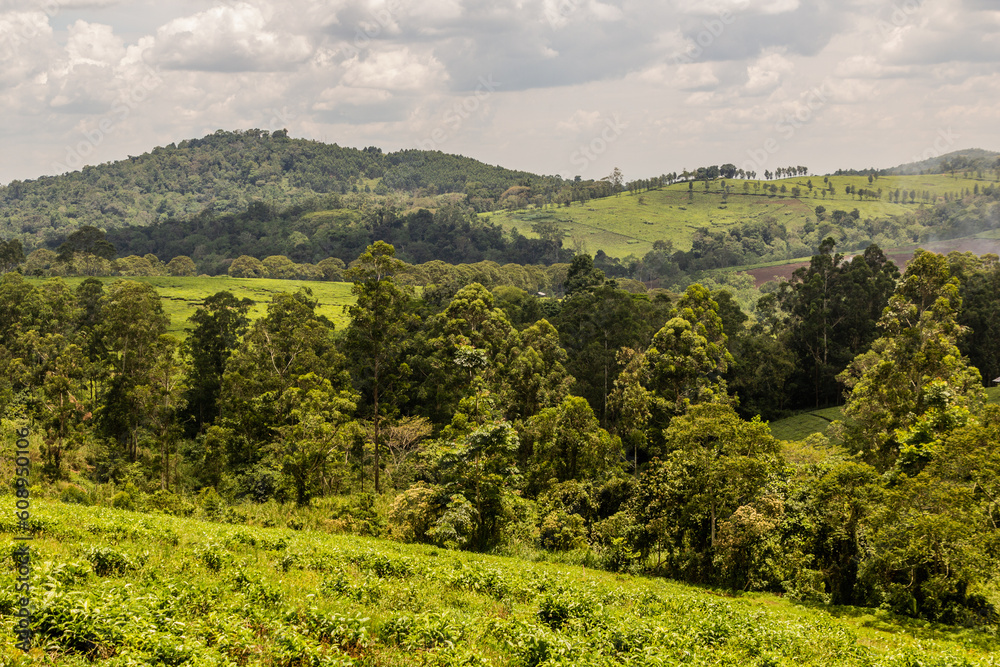 Tea plantations near Rweetera village in the crater lakes region near Fort Portal, Uganda
