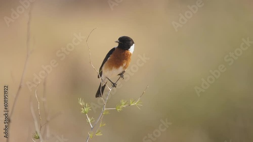 Male African Stone Chat balances at top of branch with small leaves, then flies away