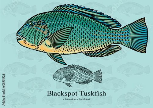 Blackspot Tuskfish. Vector illustration with refined details and optimized stroke that allows the image to be used in small sizes (in packaging design, decoration, educational graphics, etc.)
